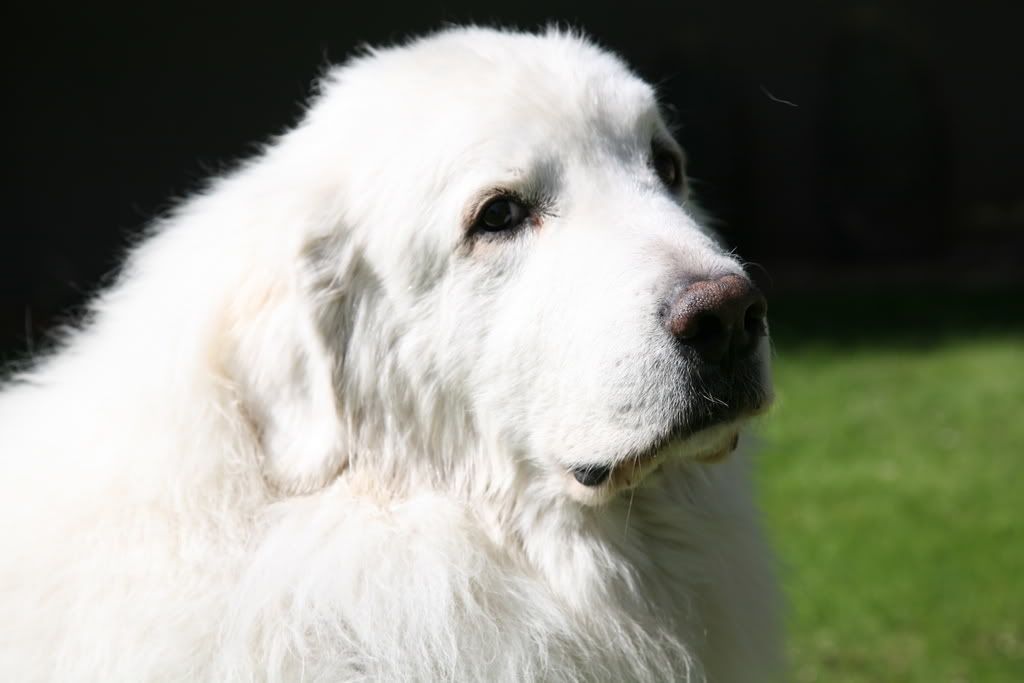 IMAGE: http://i222.photobucket.com/albums/dd111/correctcanine/bear/IMG_0723.jpg