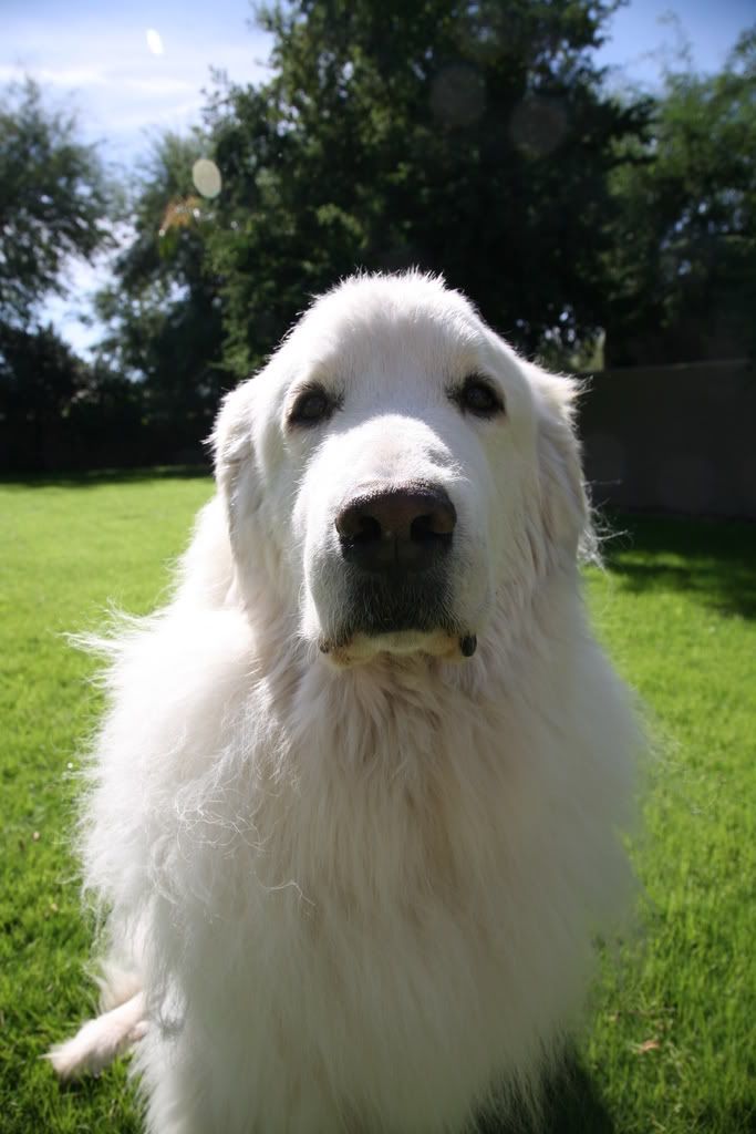 IMAGE: http://i222.photobucket.com/albums/dd111/correctcanine/bear/IMG_0727.jpg