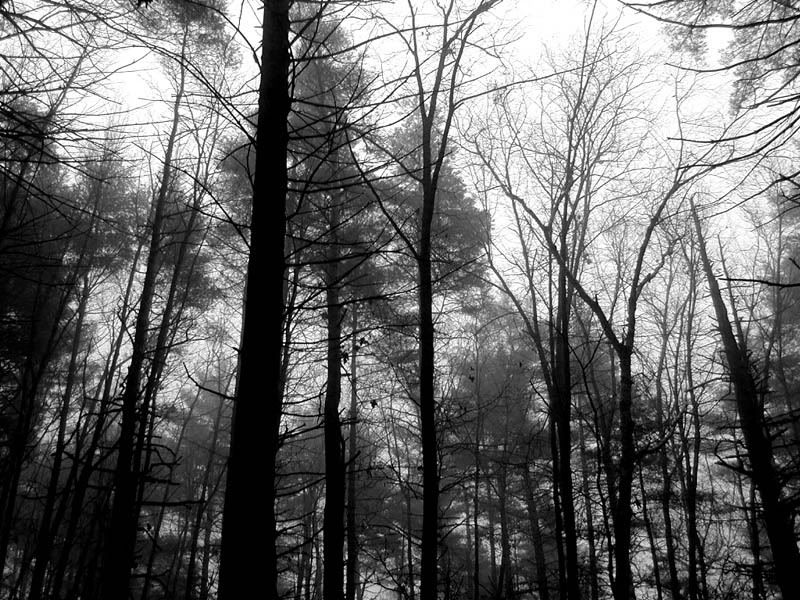 black and white pictures of trees. lack and white pictures of