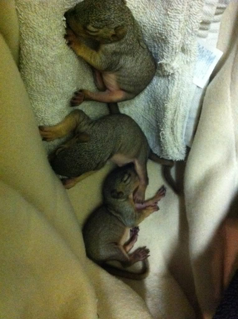 2 Week Old Baby Squirrel Won T Pee