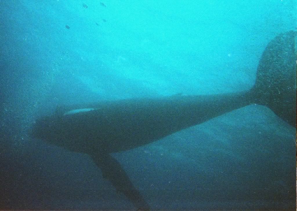 Whale06.jpg