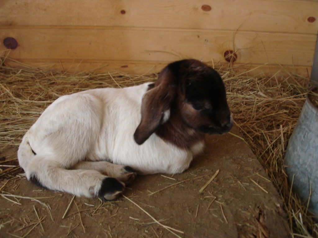 Our new baby! - Goats