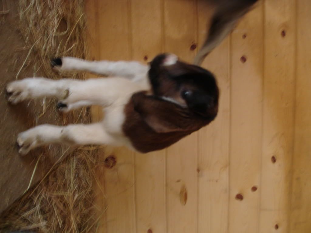 Our new baby! - Goats