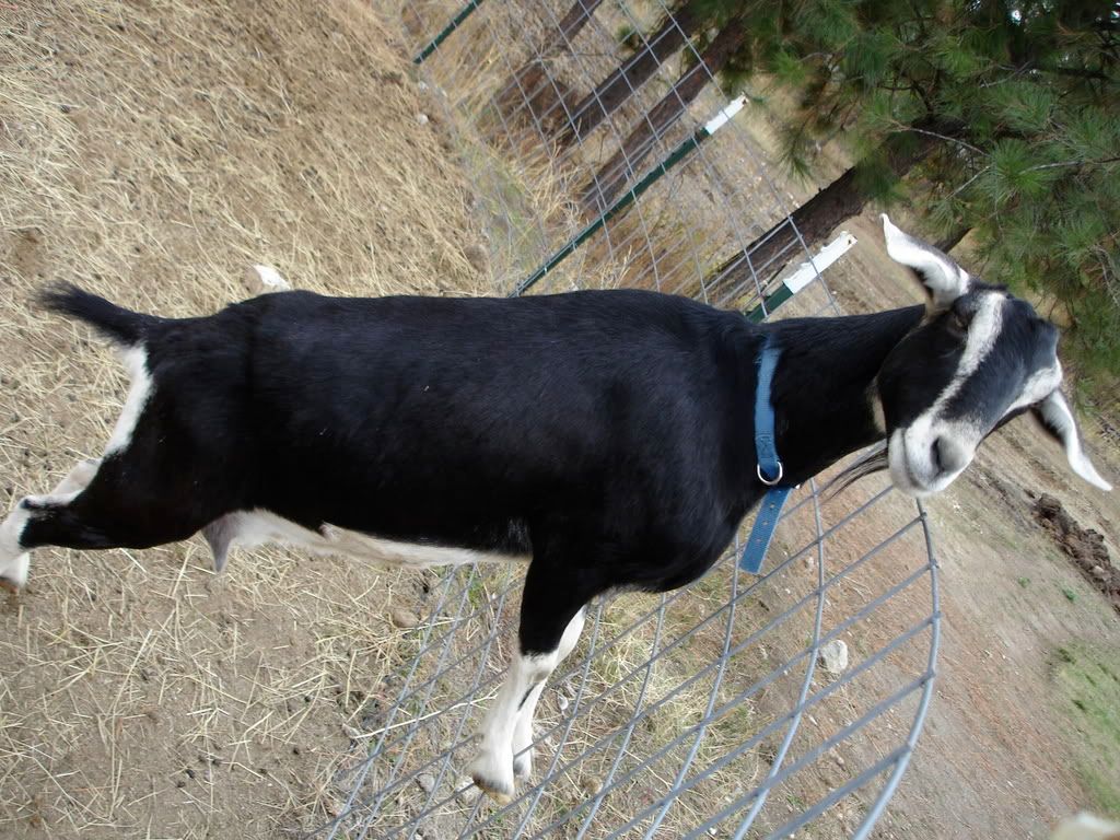 pics of the girls - Goats