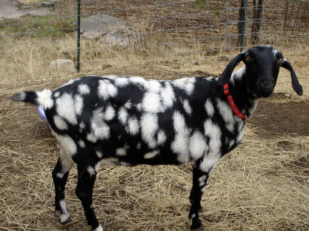 Murphy"s Law    cute PIC!!! - Goats