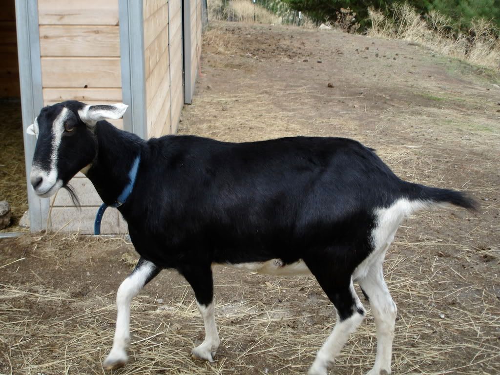 pics of the girls - Goats