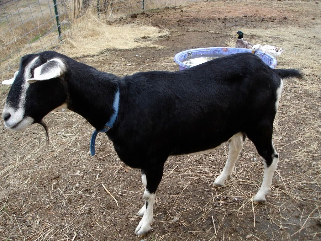 pics of the girls - Goats