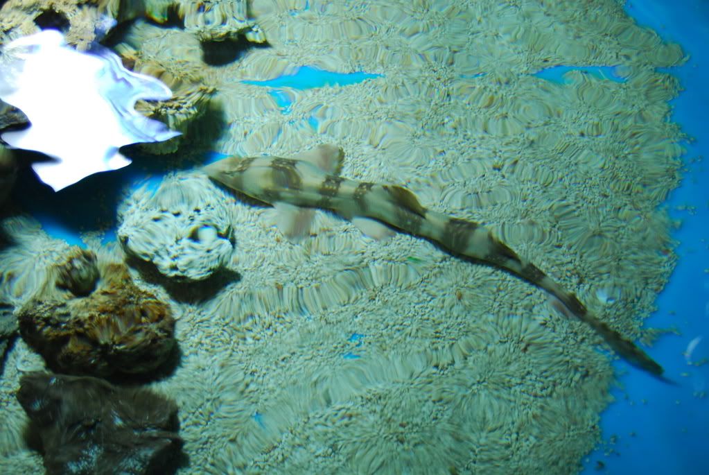 FS Whitespotted bamboo cat shark eggs! Reef Central Online Community