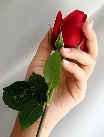 اعطاني وردة حمراء Rose.jpg