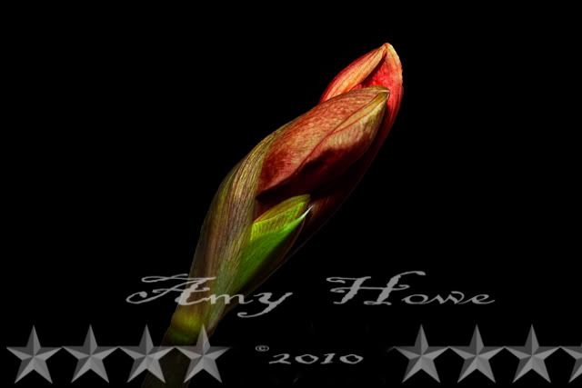 flower,amy howe,fine art