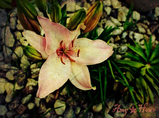 flowers,art,amy howe,photography,texture