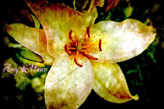 flowers,amy howe,photography,art,texture