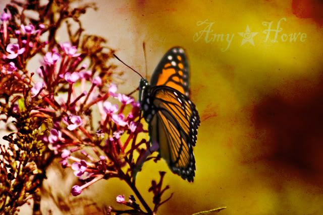 butterfly,amy howe,photography,flower,season