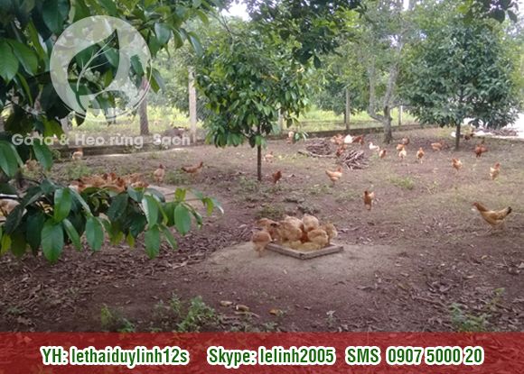 Gà ta - Heo rừng Sạch mang từ quê lên. Thit Sạch cho mọi người. - 7