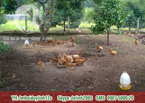 Gà ta - Heo rừng Sạch mang từ quê lên. Thit Sạch cho mọi người. - 8