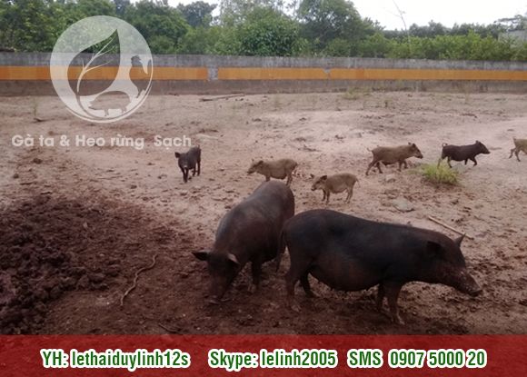 Gà ta - Heo rừng Sạch mang từ quê lên. Thit Sạch cho mọi người. - 4