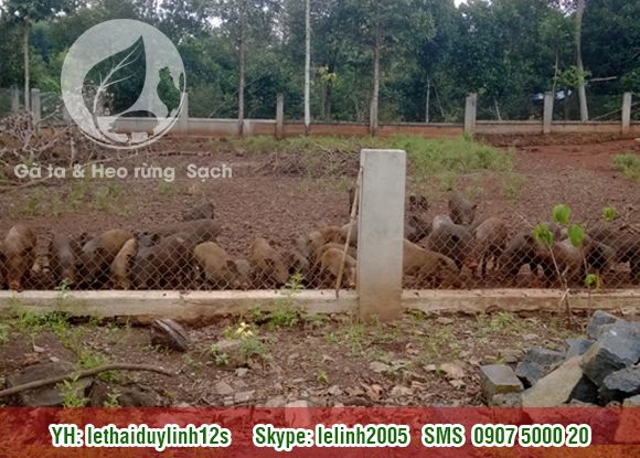 Gà ta - Heo rừng Sạch mang từ quê lên. Thit Sạch cho mọi người. - 3