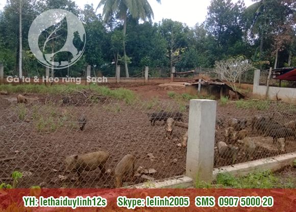 Gà ta - Heo rừng Sạch mang từ quê lên. Thit Sạch cho mọi người. - 5