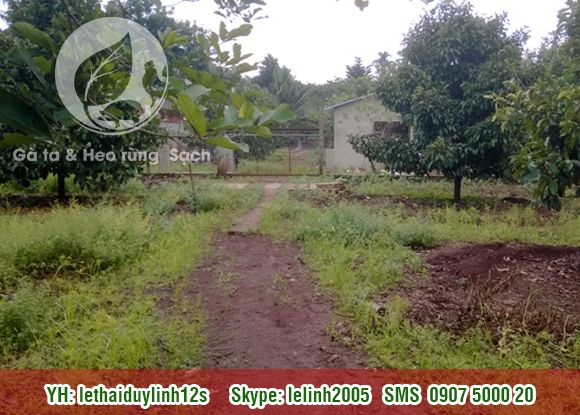 Gà ta - Heo rừng Sạch mang từ quê lên. Thit Sạch cho mọi người. - 1