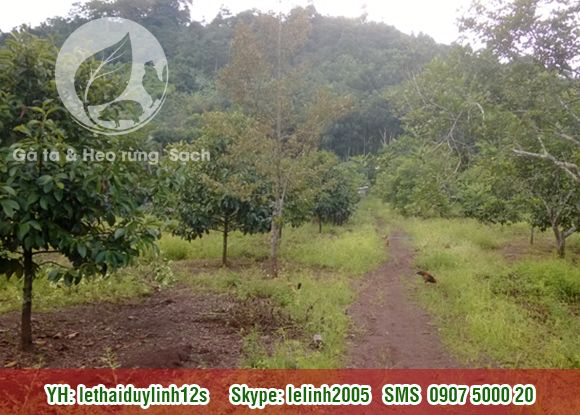 Gà ta - Heo rừng Sạch mang từ quê lên. Thit Sạch cho mọi người.