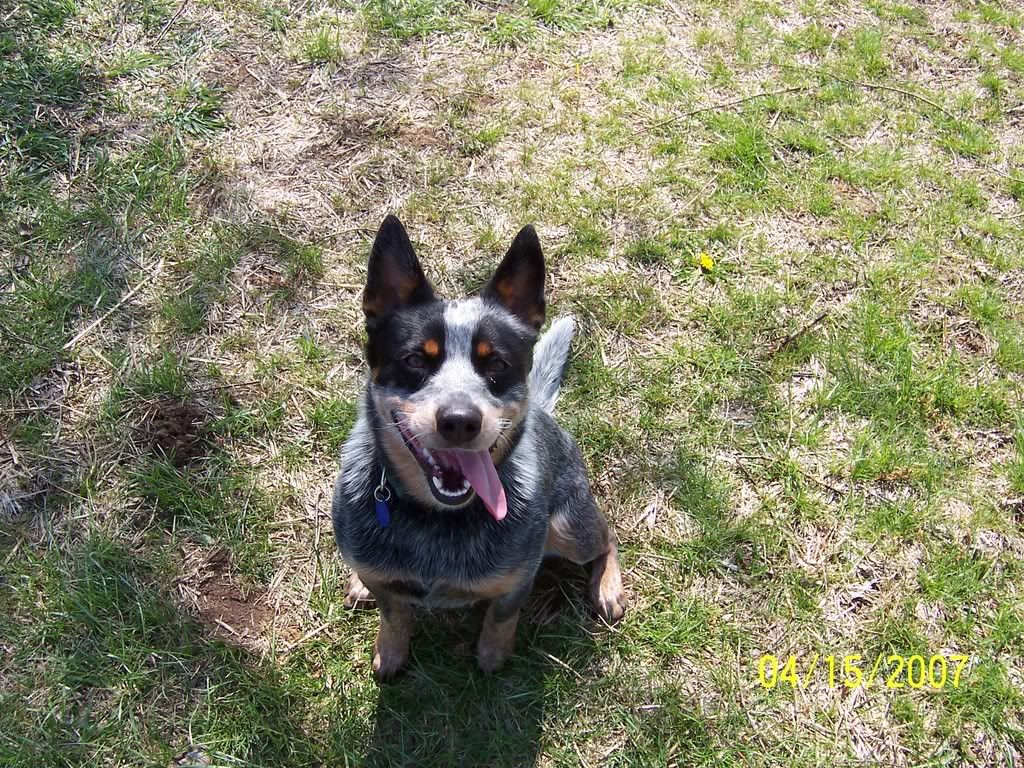Please give me your opinion of Blue Heelers - Homesteading Questions