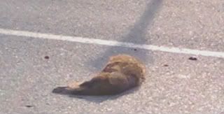 dead gopher