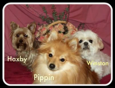 small dog breeds that don. They don#39;t research,