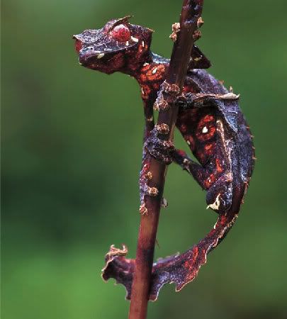 satanic leaf tailed gecko. Satanic Leaf Tailed Gecko!