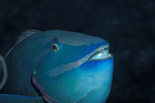 ParrotFish.jpg