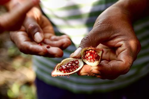 cacaobeans2.jpg