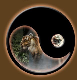 Tiger Ying Yang Pictures, Images and Photos