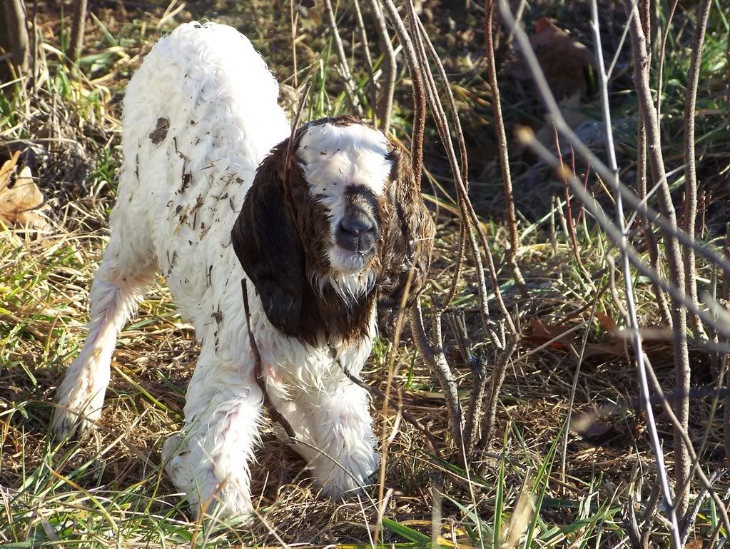 Christmas buck - Goats