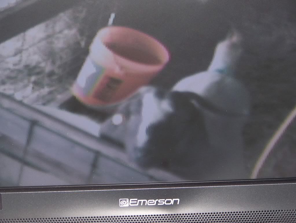 Not camera shy! - Goats