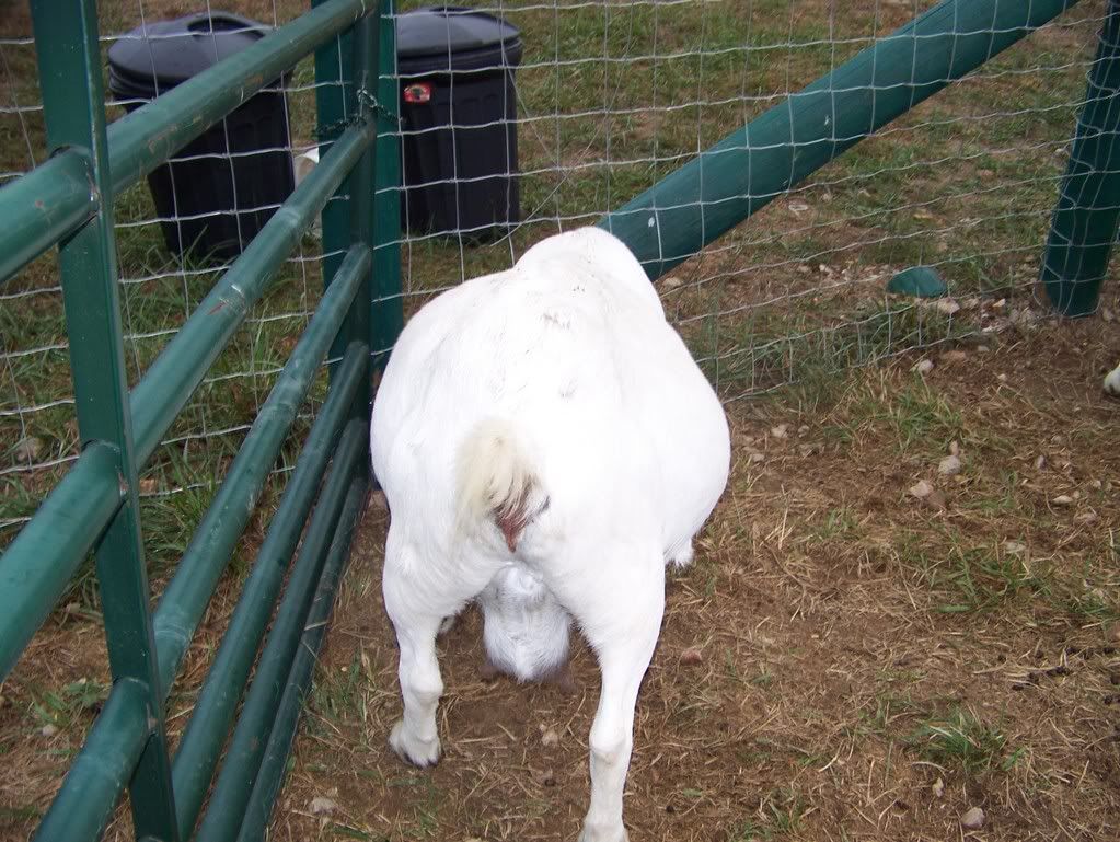 Another is she pregnant - Goats