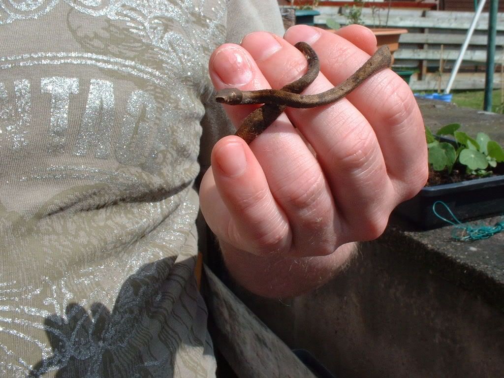 Baby Tree Boa