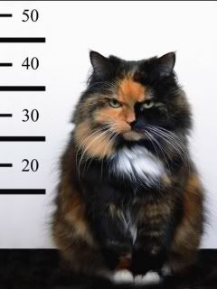 guilty cat Pictures, Images and Photos