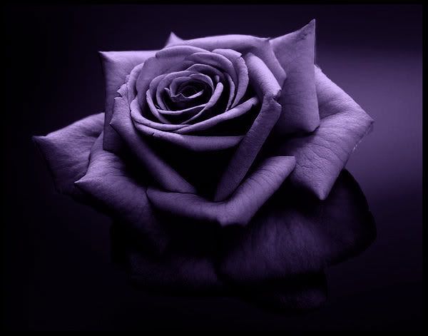 Purple And Black Rose