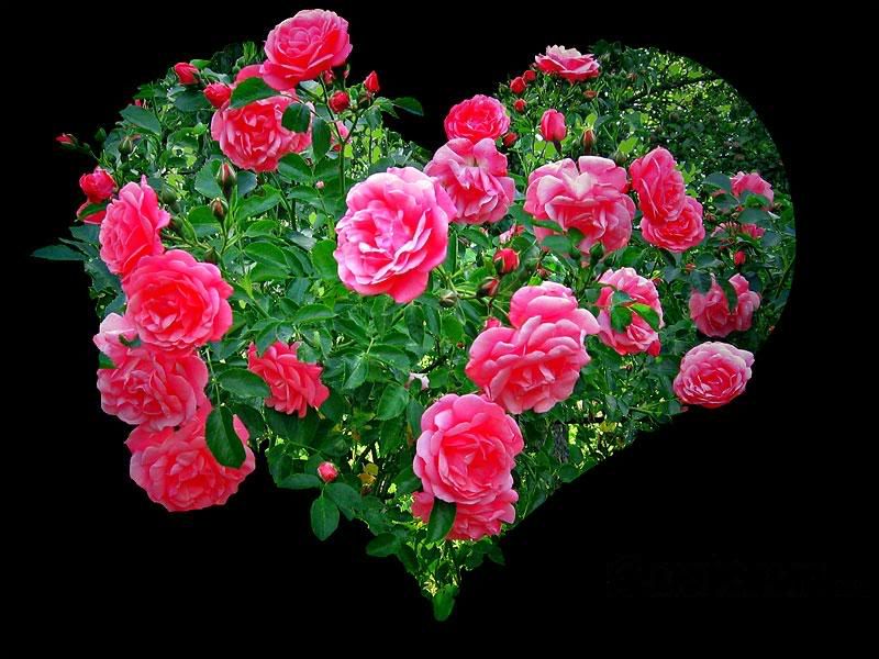 rose heart Pictures, Images and Photos