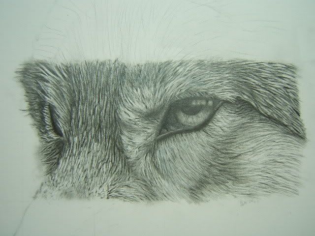 how to draw animals realistic. My final question is about how
