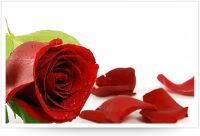 Petalos de rosas para el Amor