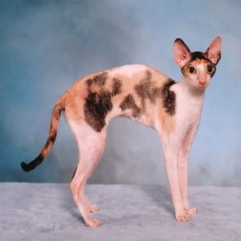 cornish rex