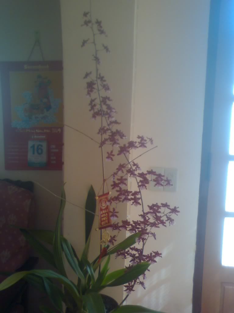 Đà Lạt có bao nhiêu anh em 5s