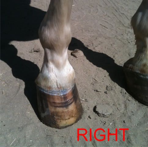 pastern lump horse shoeing lower problem