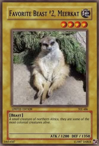 meercat.jpg