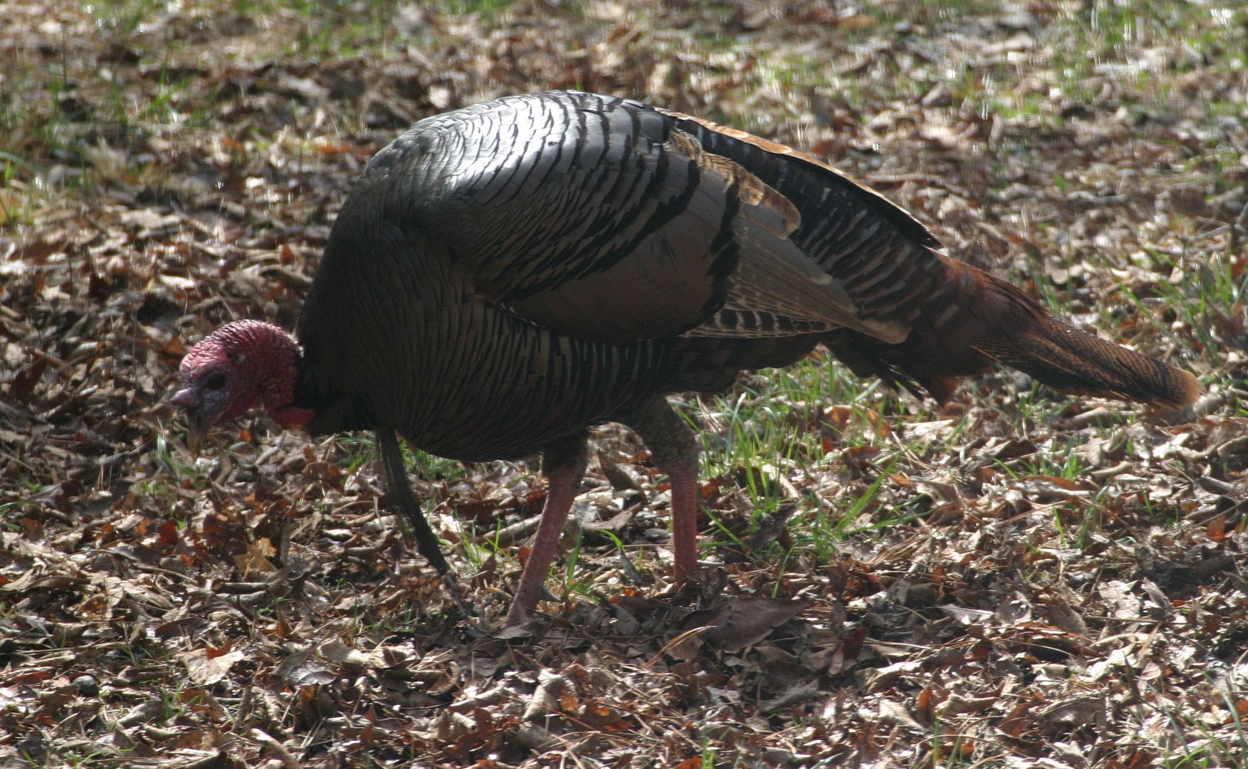 NC Spring Turkey Season Coming Soon Out Scouting with the long lens today
