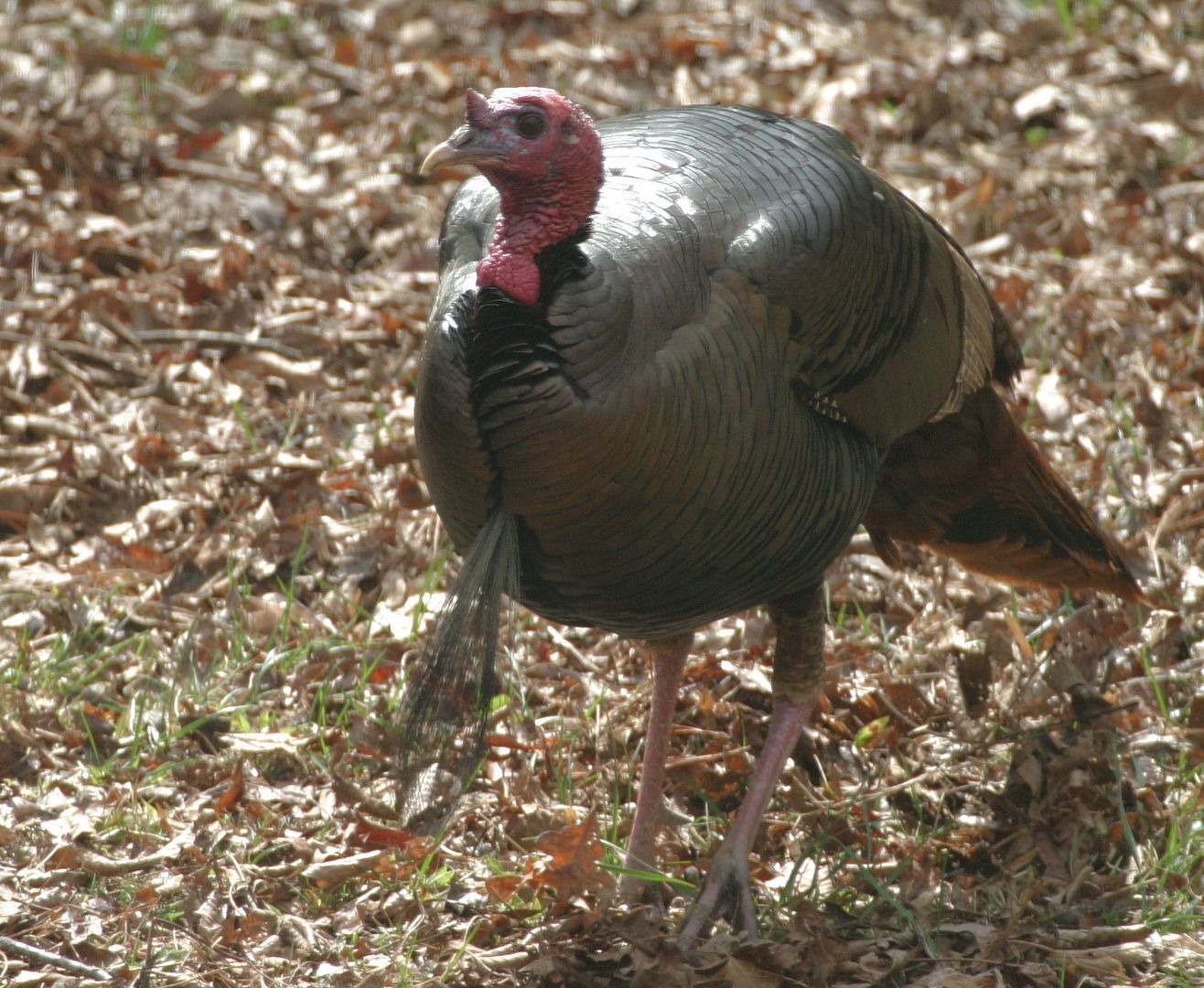 NC Spring Turkey Season Coming Soon Out Scouting with the long lens today