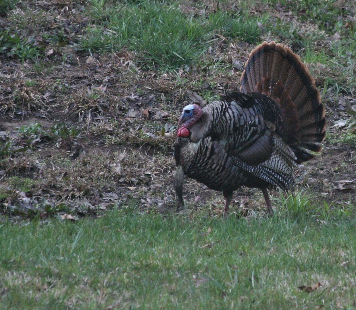 NC Spring Turkey Season Coming Soon Out Scouting with the long lens