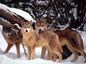 wolves-1.jpg