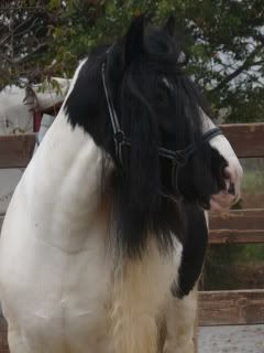 Shire horse   stallion