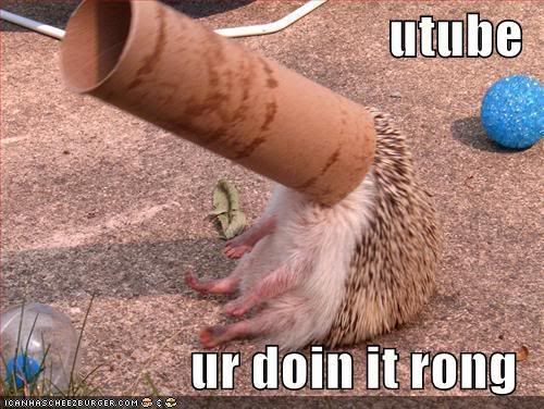 funny-pictures-hedgehog-paper-roll-.jpg